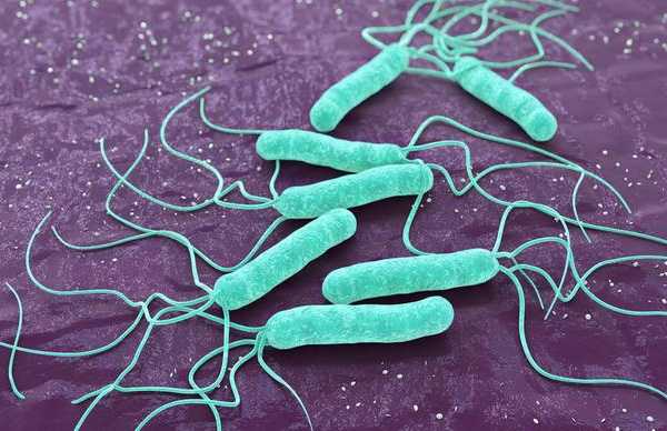 四联疗法加食用卫之幽益生菌能根除幽门螺杆菌吗？