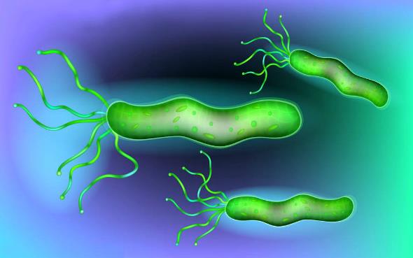 感染幽门螺杆菌可以自愈吗？医生：需采取药物治疗